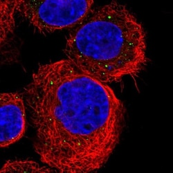 TMEM234 Antibody, Novus Biologicals:Antibodies:Primary Antibodies